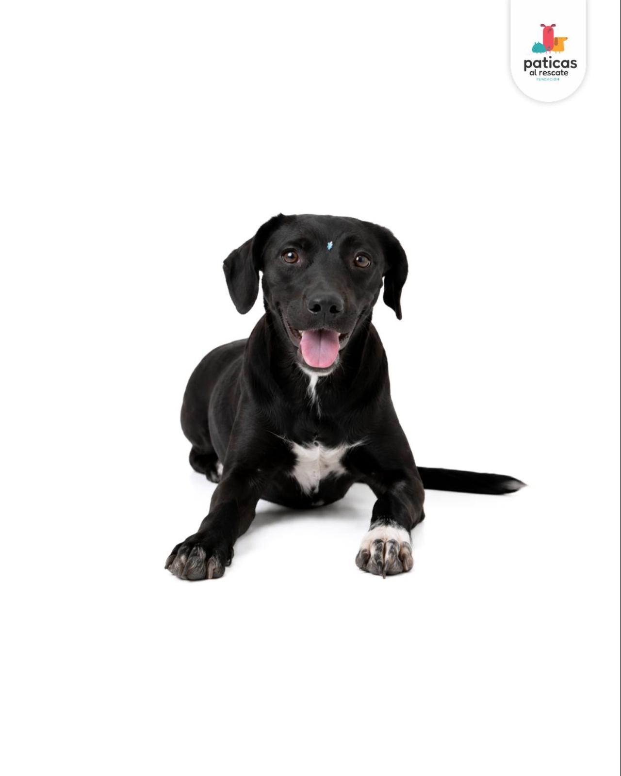 ADOPTA A AMATRICIANA_5