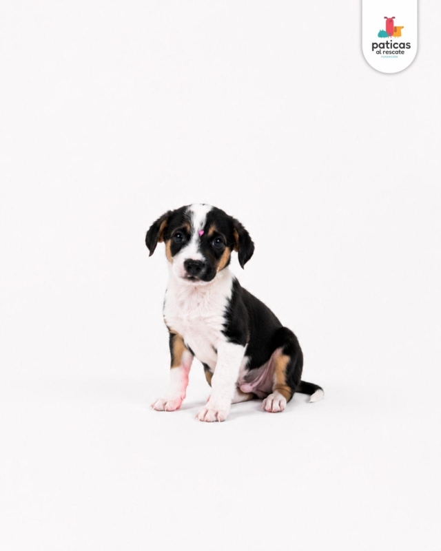ADOPTA A MILAGROS_4