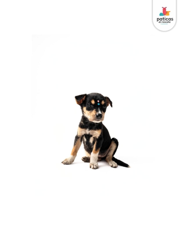 ADOPTA A ABBY_6