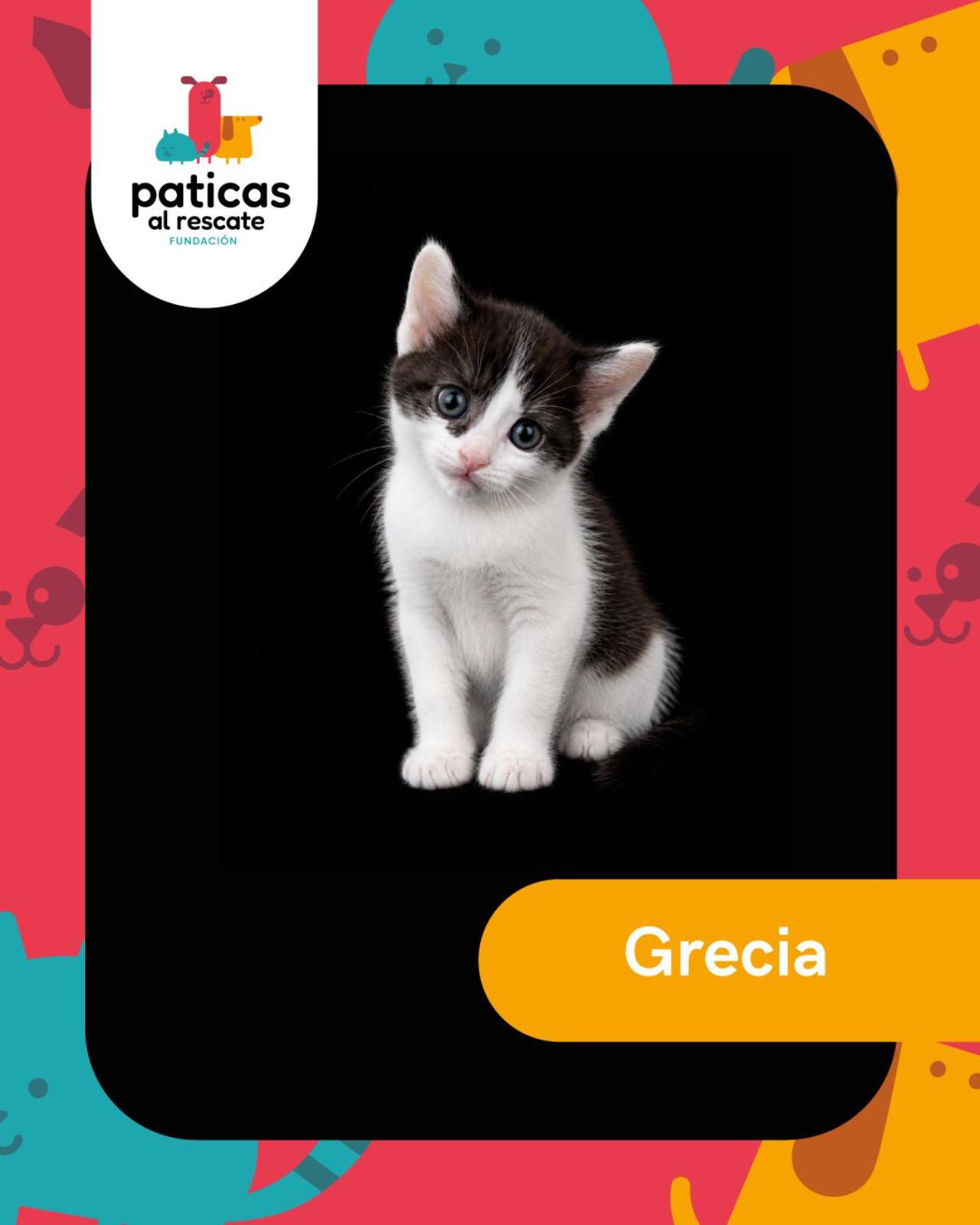 ADOPTA A GRECIA_1