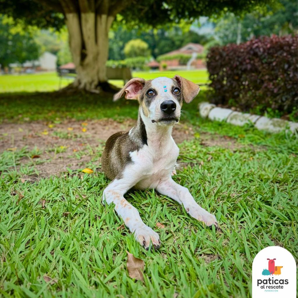ADOPTA A MARGARITA_6