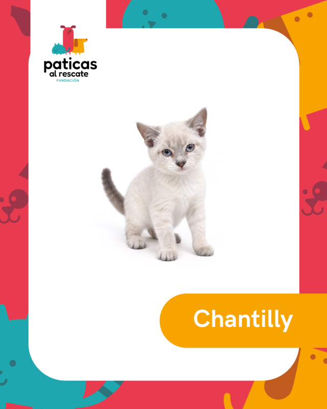 ADOPTA A CHANTILLY_1
