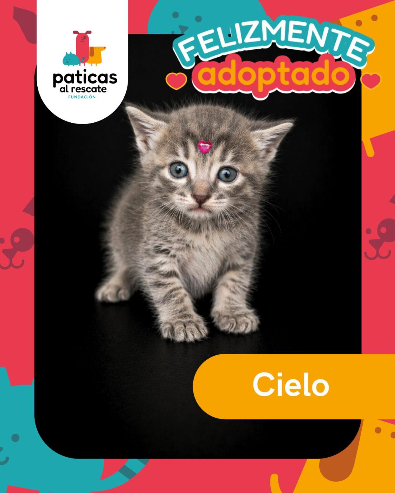 ADOPTA A CIELO - Paticas al Rescate