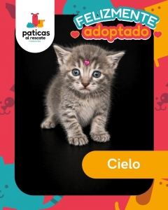 ADOPTA A CIELO_10