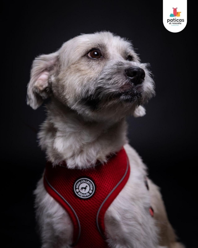 ADOPTA A BRUMA_8