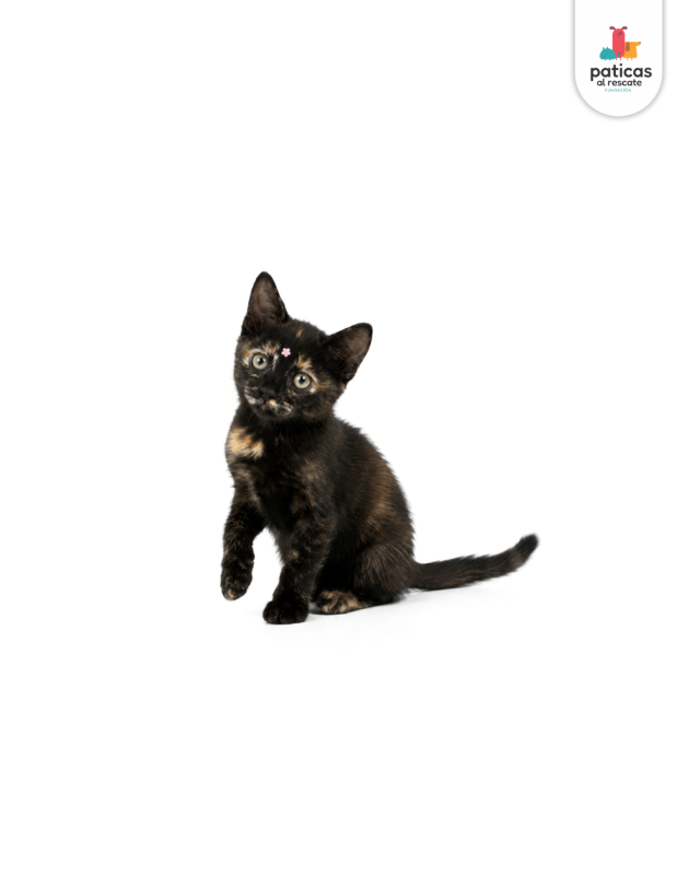 ADOPTA A PRIMAVERA_5