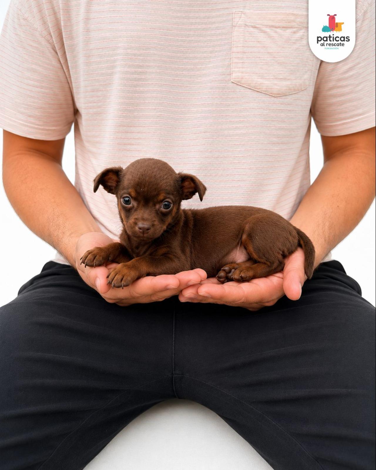 ADOPTA A COMINITO_4