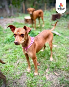 Adopta a Sarita_5