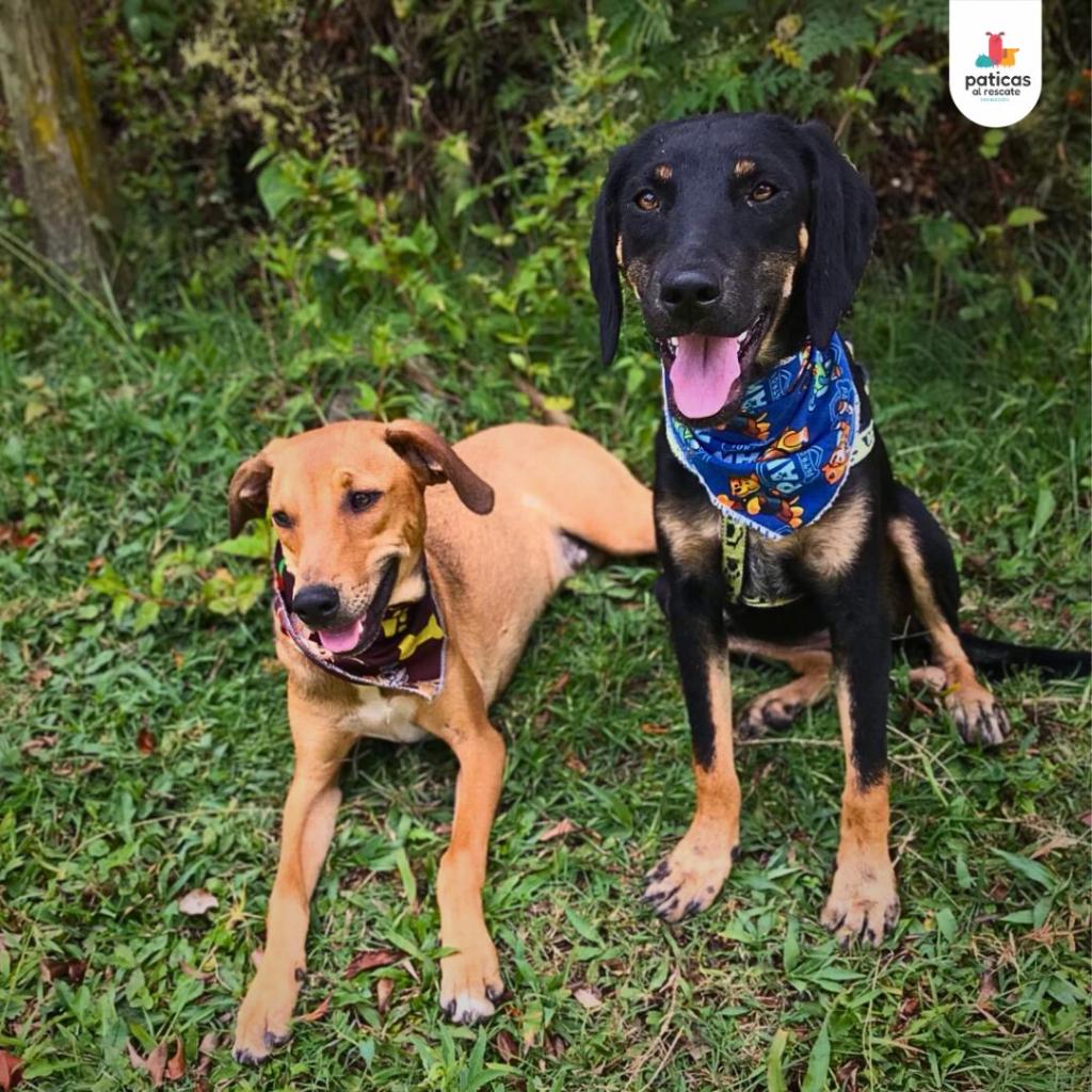 Adopta a Martina & Oliver_2