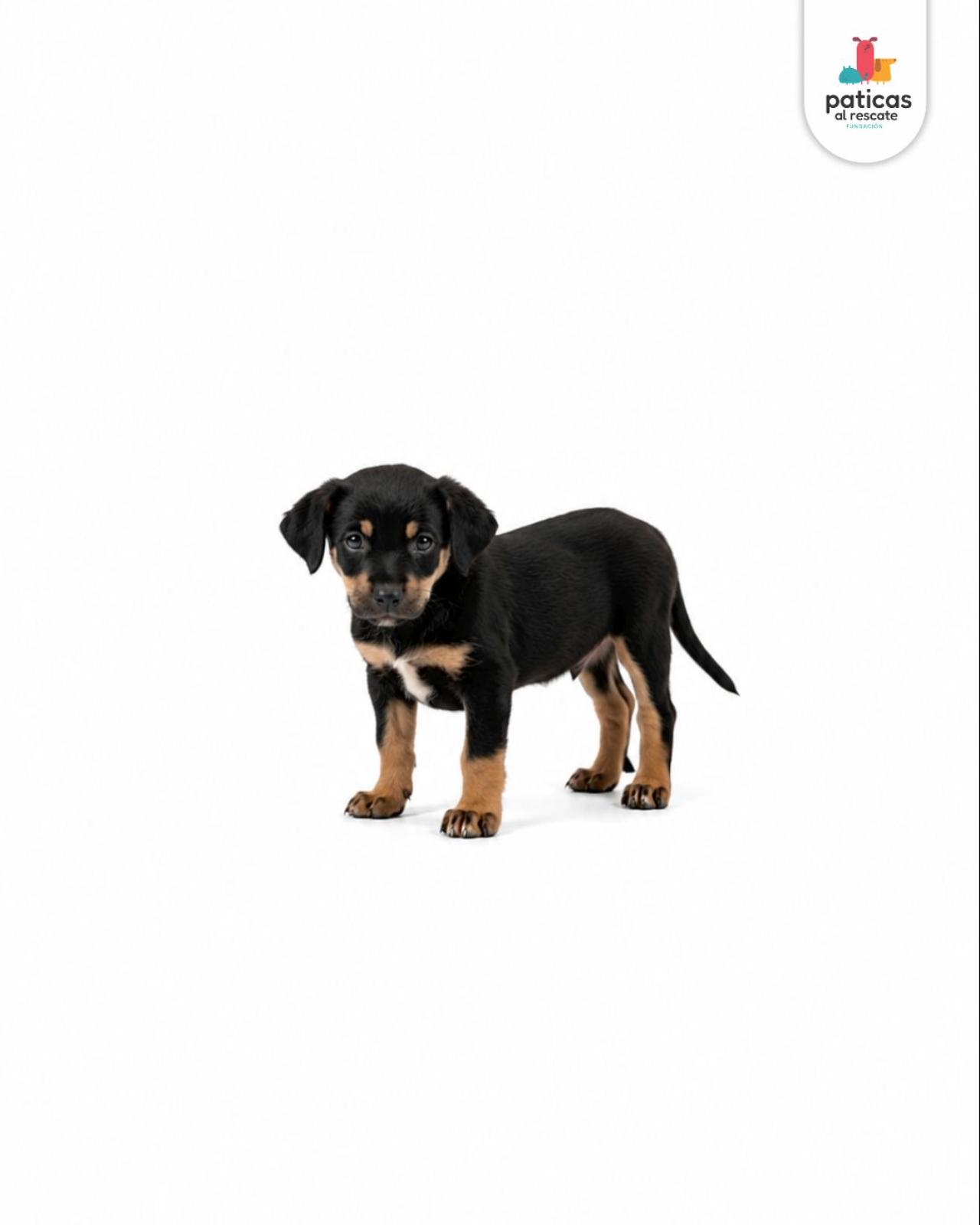 ADOPTA A ELMO_2