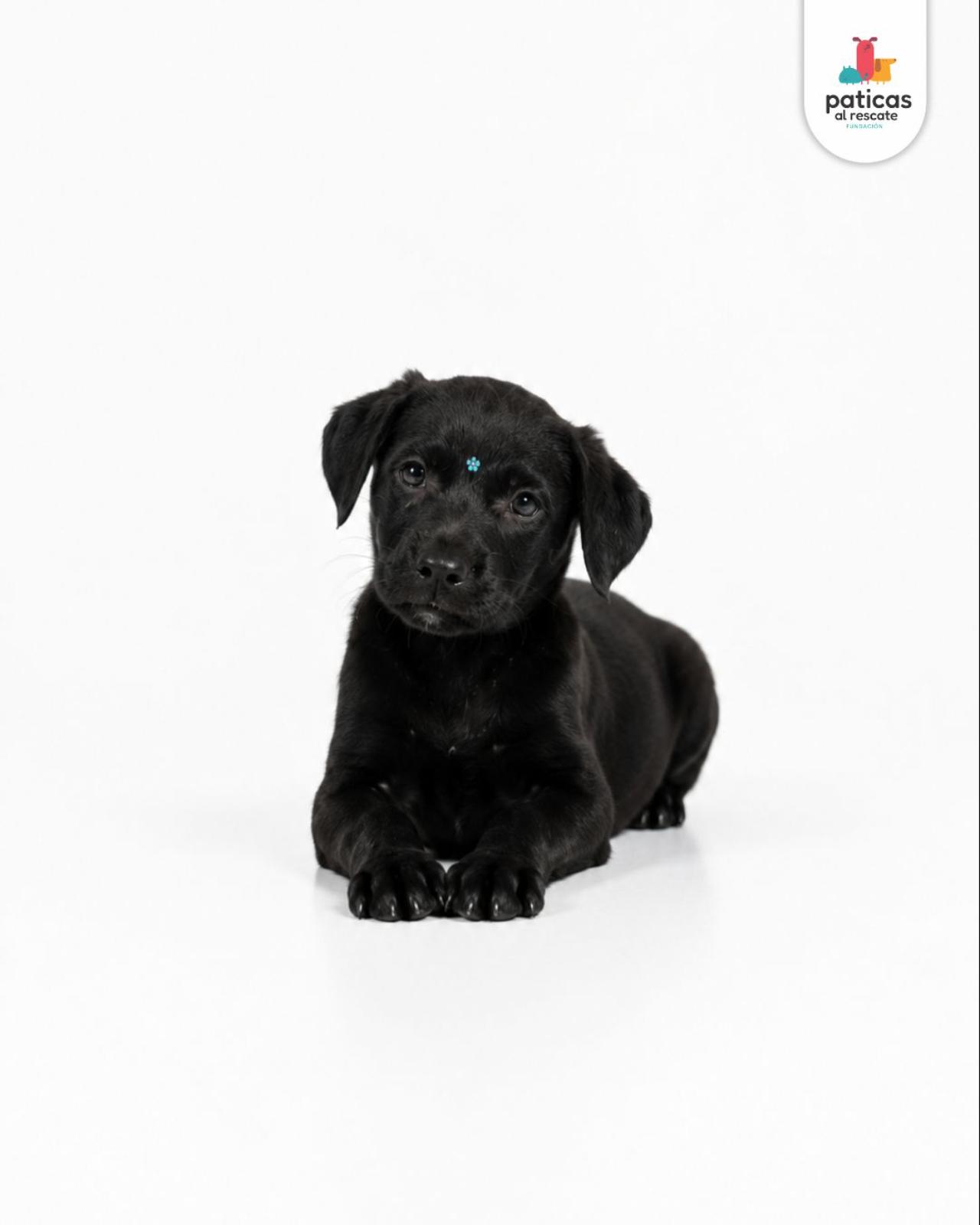 ADOPTA A ANTONIA_4