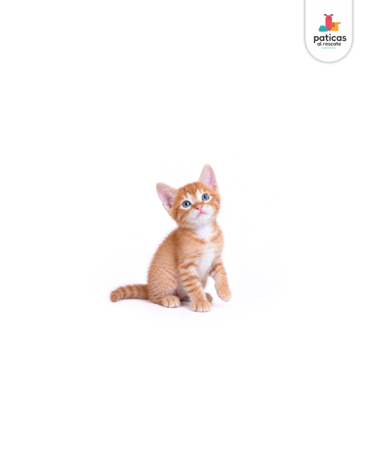 ADOPTA A TOTI_5