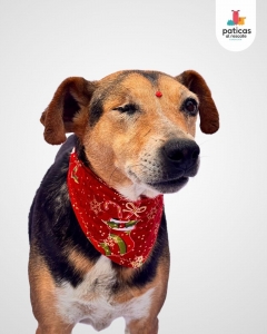 ADOPTA A DALILA_3