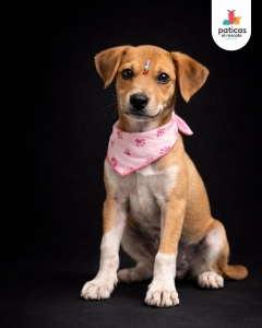 ADOPTA A WAFFLE_4