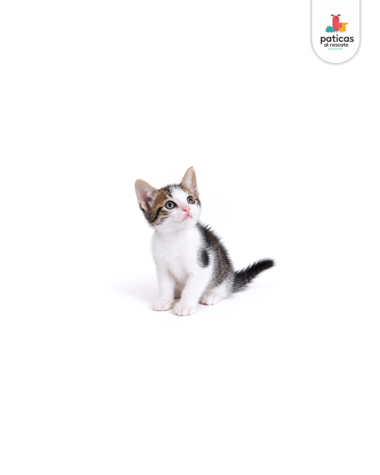 ADOPTA A PEPA_2