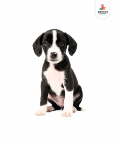 ADOPTA A POMODORO_2