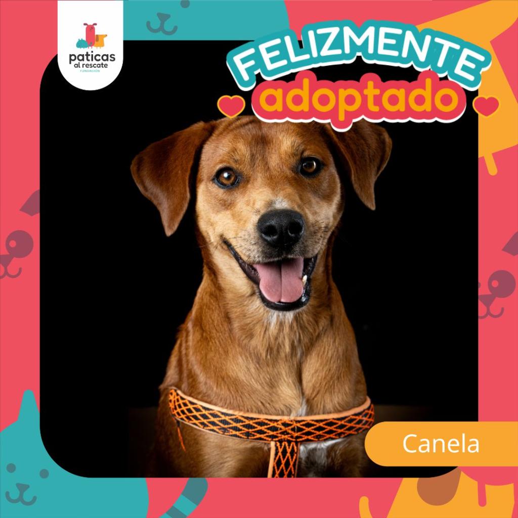 Adopta a Canela - Paticas al Rescate