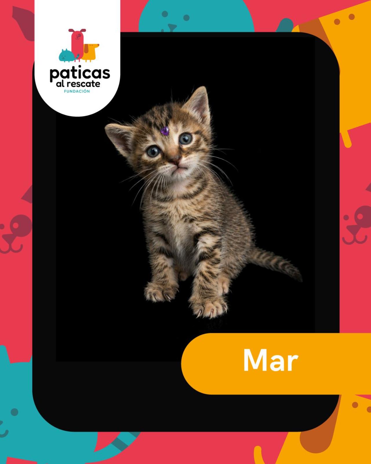 ADOPTA A MAR_1