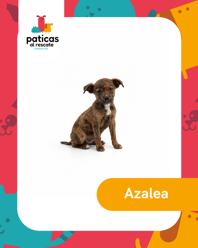 ADOPTA A AZALEA_1