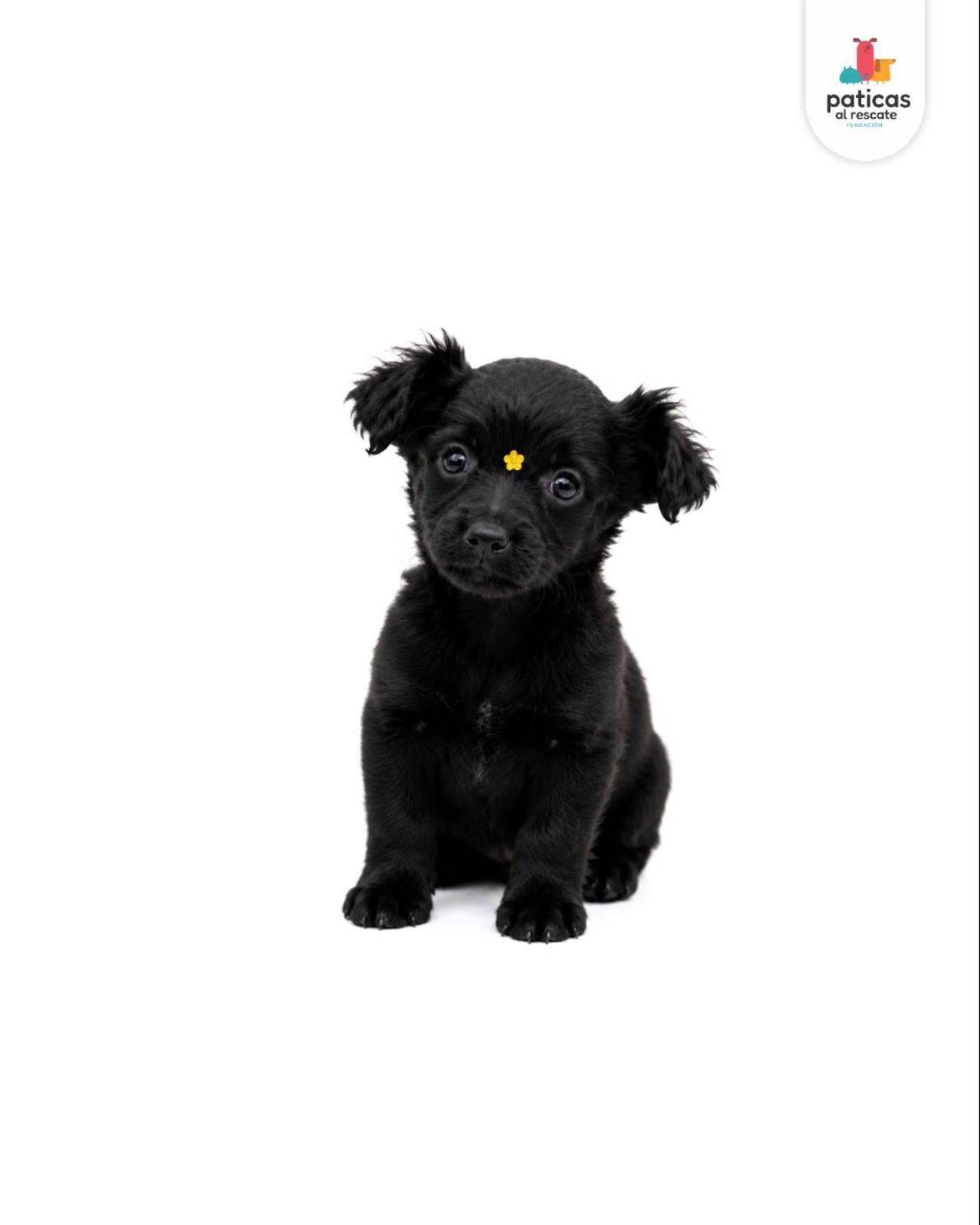 ADOPTA A PIMIENTA_5