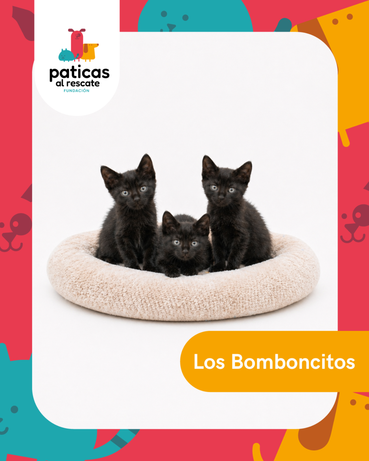 ADOPTA A LOS BOMBONCITOS_1