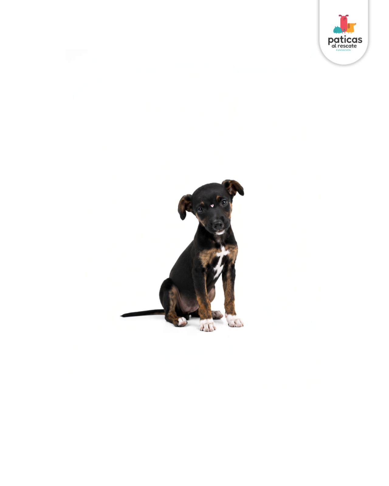 ADOPTA A DAHLIA_6