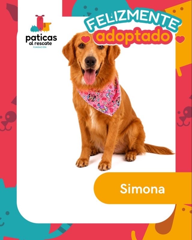 ADOPTA A SIMONA_7