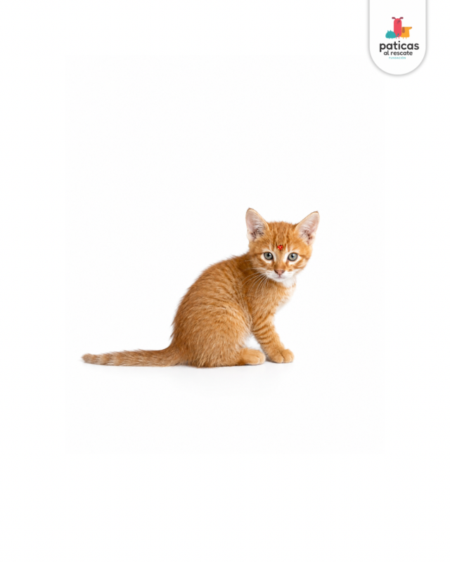 ADOPTA A ANASTASIA_7
