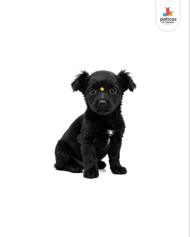 ADOPTA A PIMIENTA_4