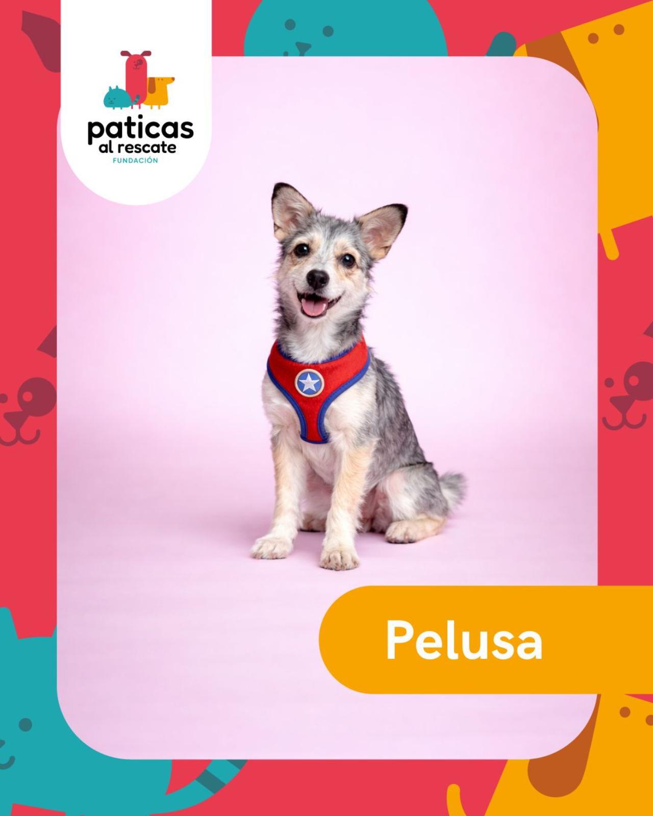ADOPTA A PELUSA - Paticas al Rescate
