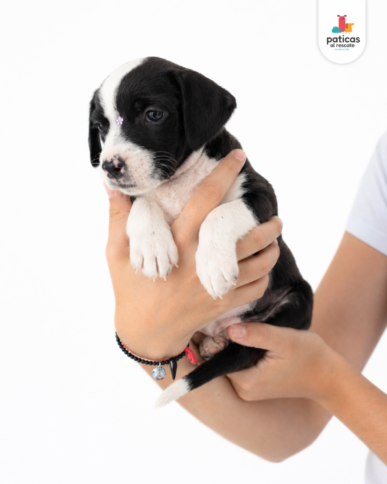 ADOPTA A CARBONARA_3