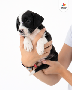 ADOPTA A CARBONARA_3