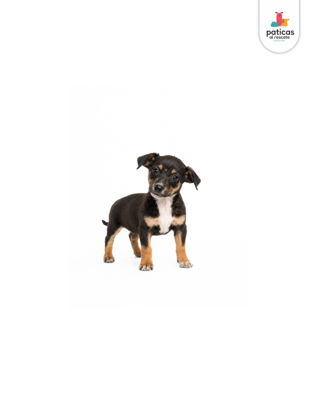 ADOPTA A VERBENA_4