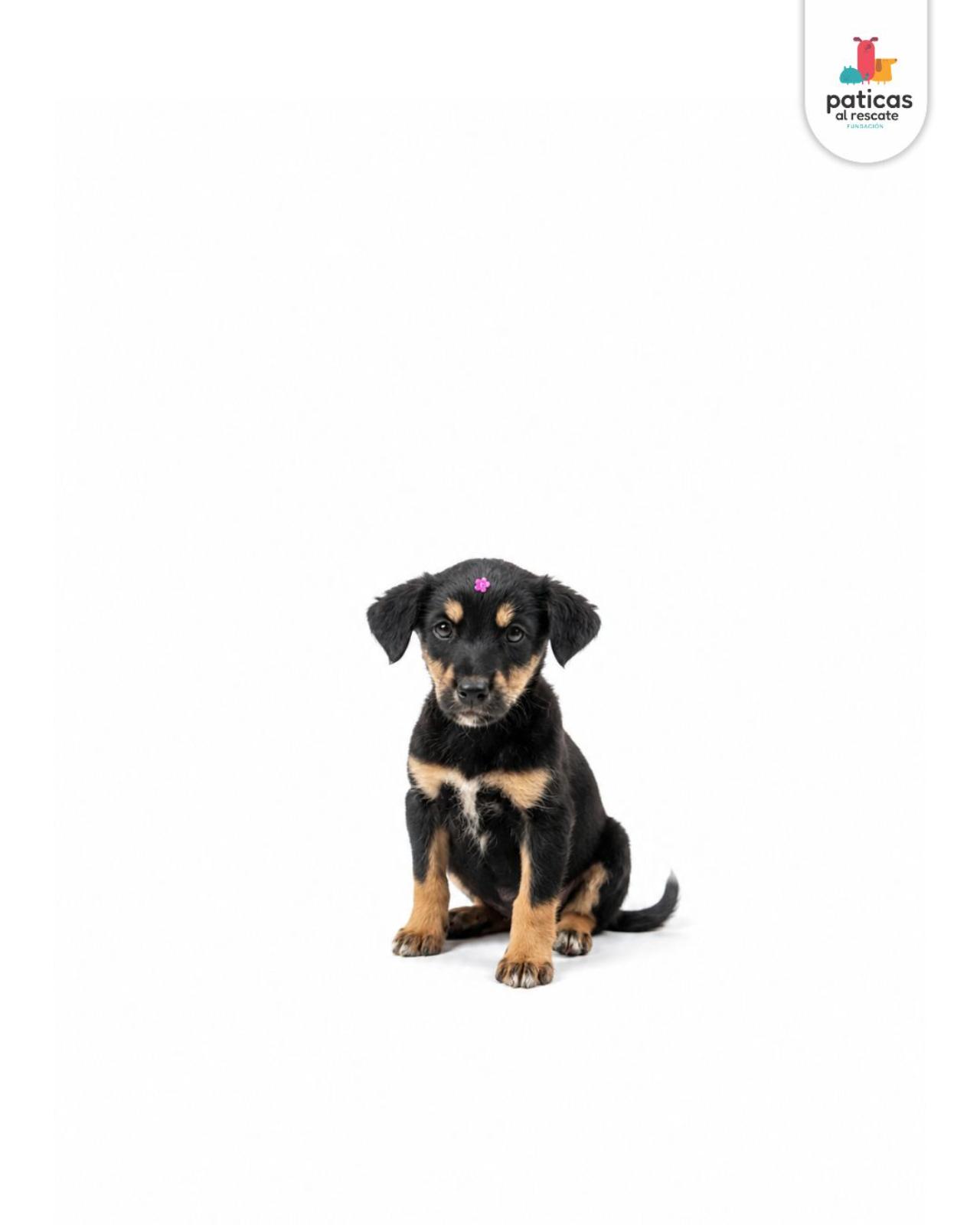 ADOPTA A ROSITA_6