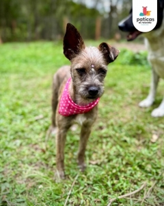 Adopta a Shenzi_8