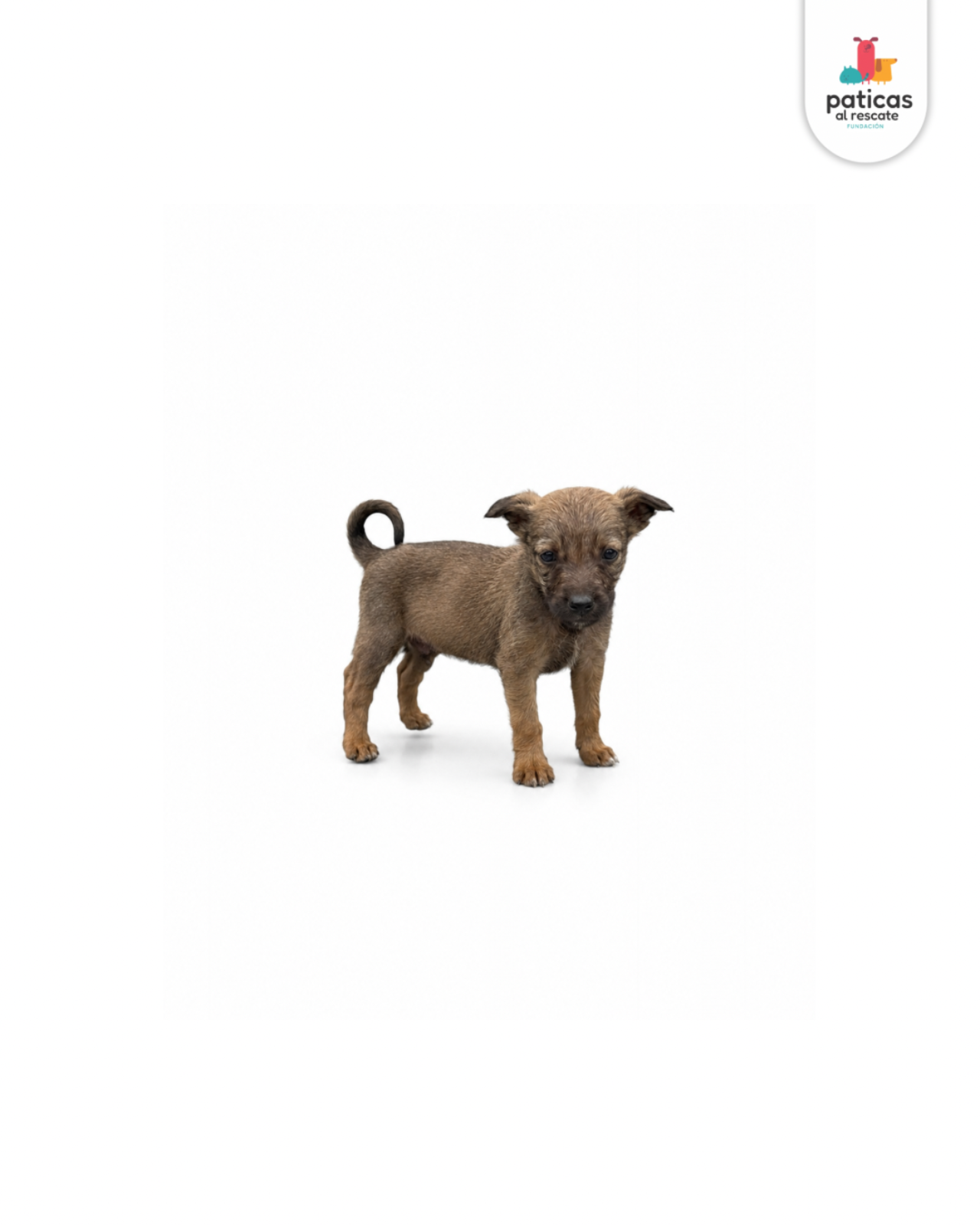 ADOPTA A CEDRITO_7