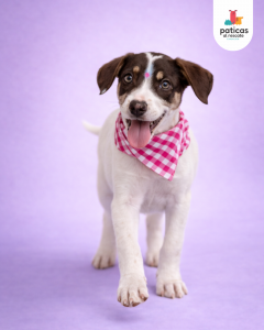 ADOPTA A MANZANILLA_3