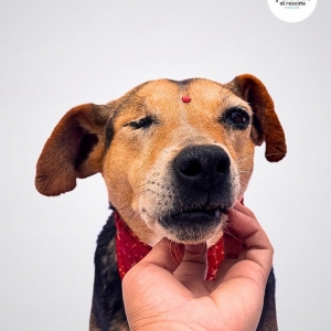 ADOPTA A DALILA_2