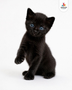 ADOPTA A AZUL_5