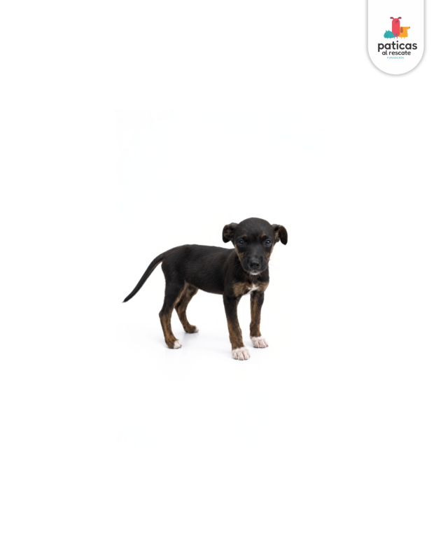 ADOPTA A DAHLIA_2