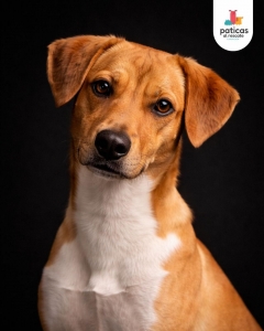 ADOPTA A SERAFÍN_2