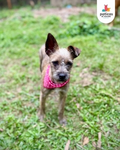 Adopta a Shenzi_11