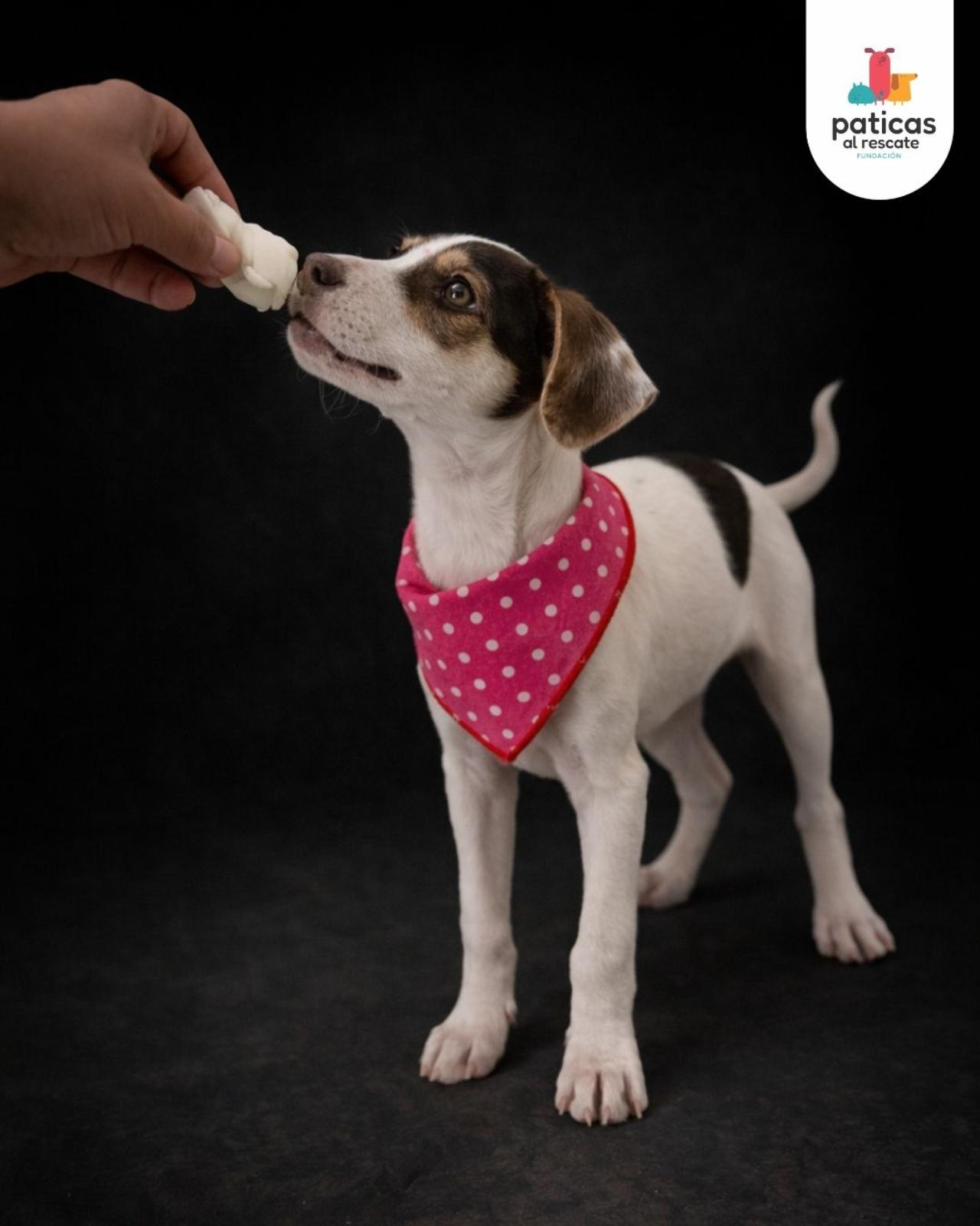 ADOPTA A LAUREL_3