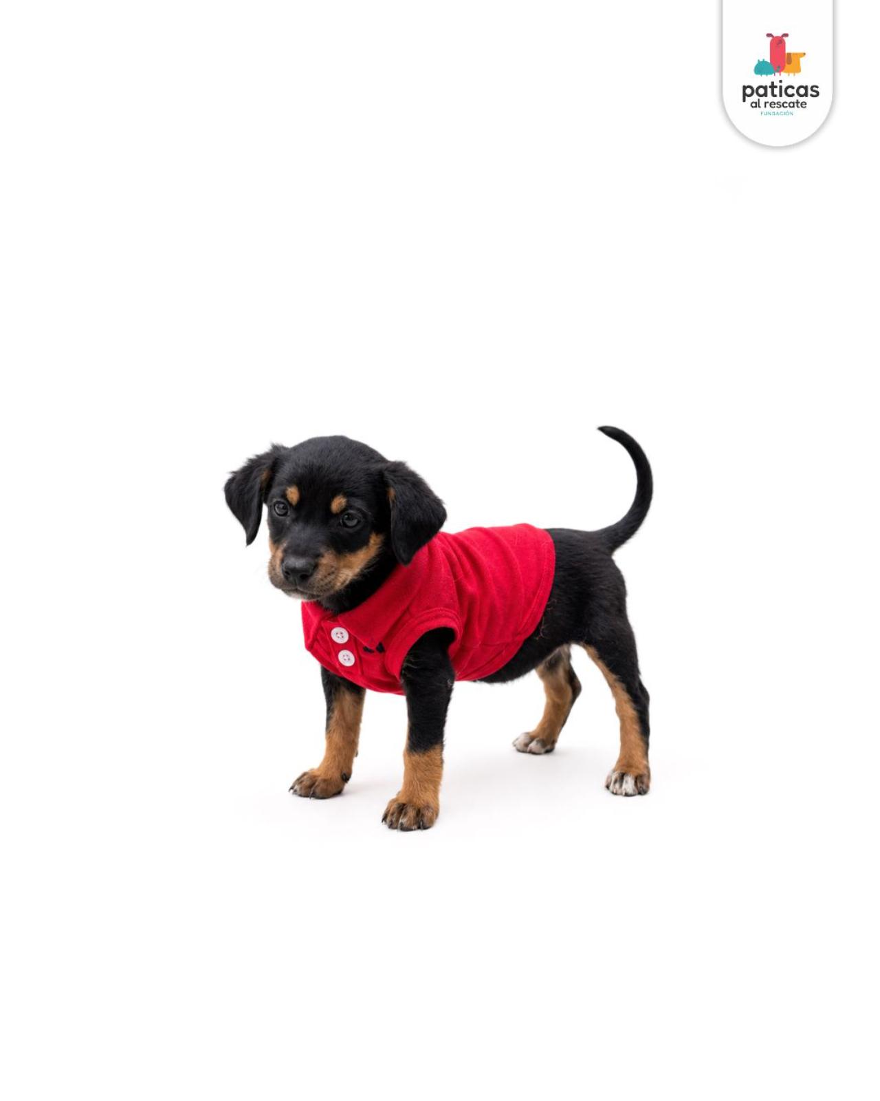 ADOPTA A ARCHIBALDO_6