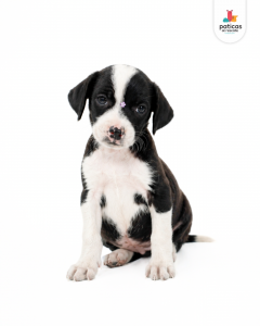 ADOPTA A CARBONARA_9