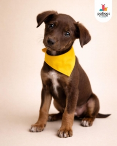 ADOPTA A ROMERITO_2